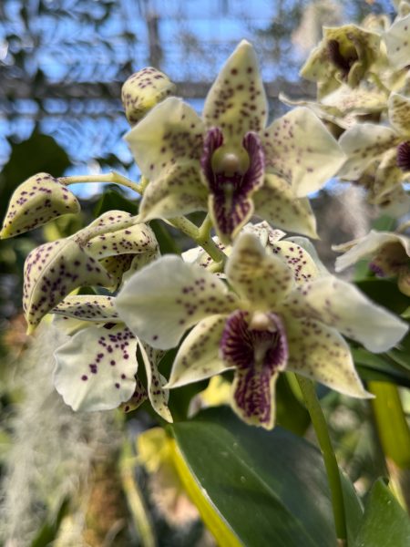 Photo 225 from 2026 Orchid Show