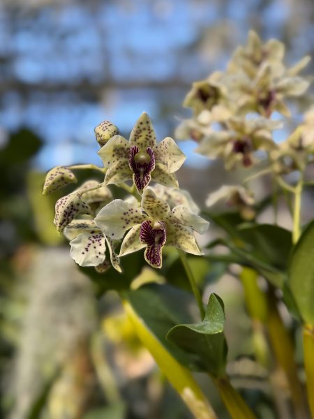 Photo 226 from 2026 Orchid Show