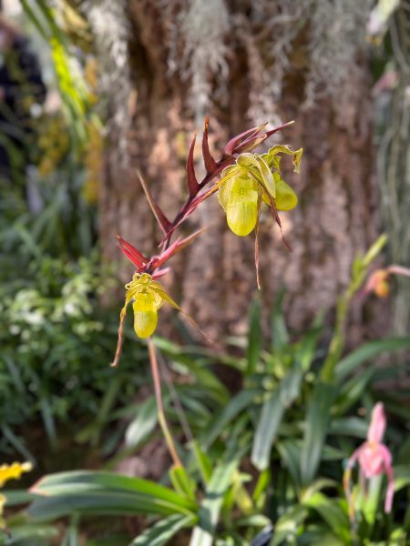 Photo 230 from 2026 Orchid Show