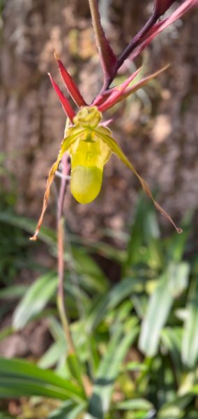 Photo 232 from 2026 Orchid Show