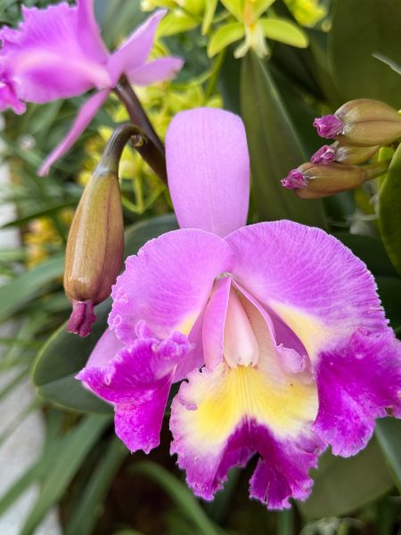 Photo 241 from 2026 Orchid Show
