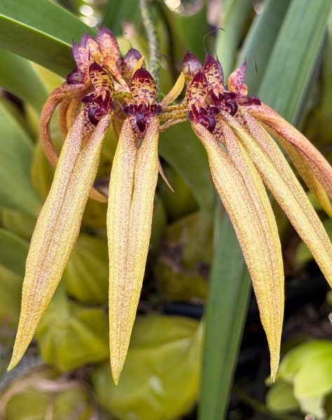 Photo 245 from 2026 Orchid Show