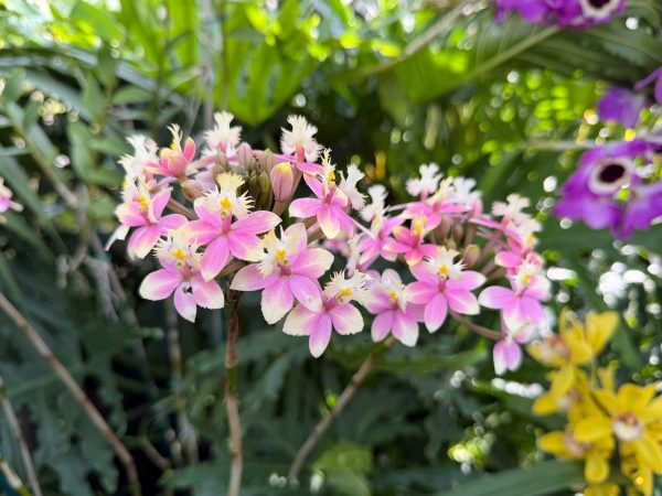 Photo 248 from 2026 Orchid Show
