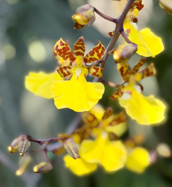 Photo 25 from 2026 Orchid Show