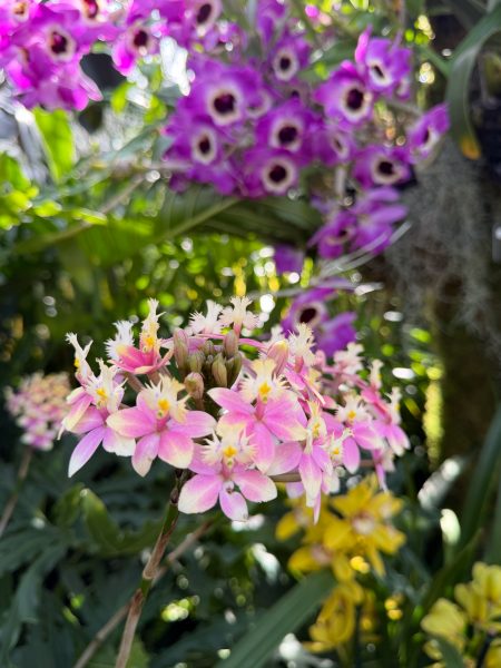 Photo 252 from 2026 Orchid Show