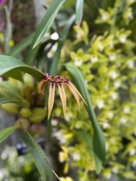 Photo 255 from 2026 Orchid Show