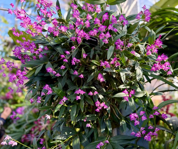 Photo 256 from 2026 Orchid Show