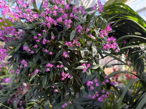 Photo 257 from 2026 Orchid Show