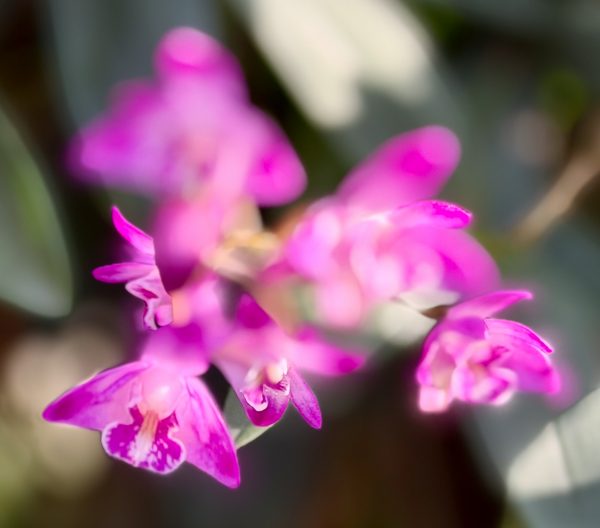 Photo 258 from 2026 Orchid Show