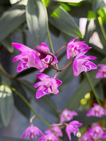 Photo 260 from 2026 Orchid Show
