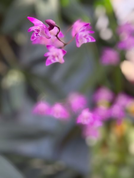 Photo 262 from 2026 Orchid Show