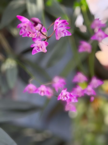 Photo 264 from 2026 Orchid Show