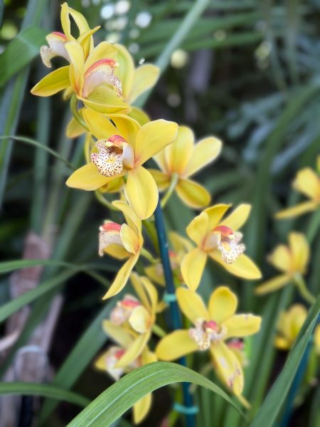 Photo 266 from 2026 Orchid Show