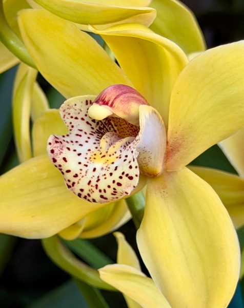 Photo 269 from 2026 Orchid Show