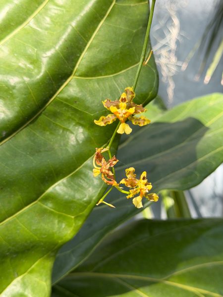 Photo 27 from 2026 Orchid Show