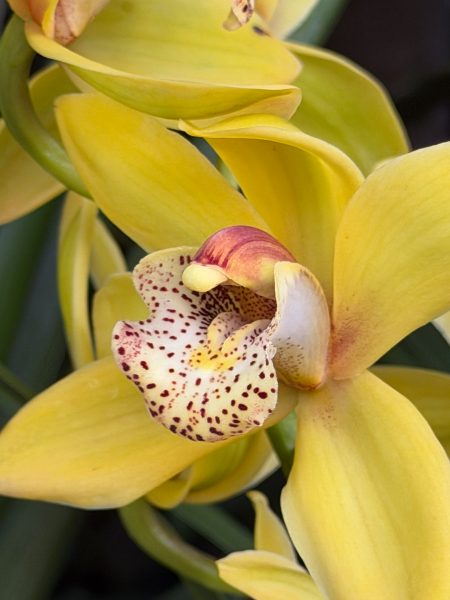 Photo 270 from 2026 Orchid Show