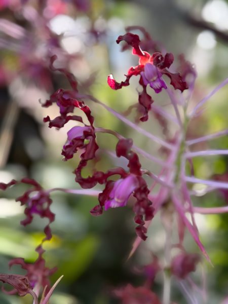 Photo 275 from 2026 Orchid Show