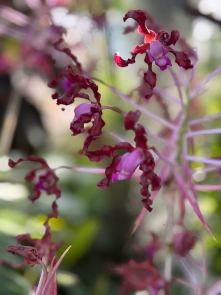 Photo 276 from 2026 Orchid Show