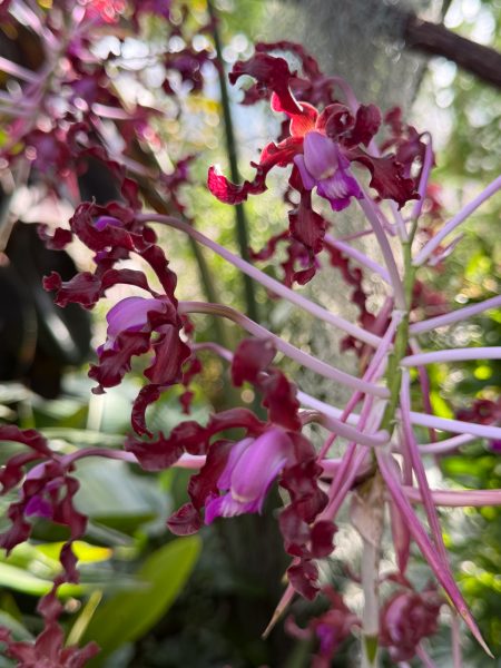 Photo 277 from 2026 Orchid Show