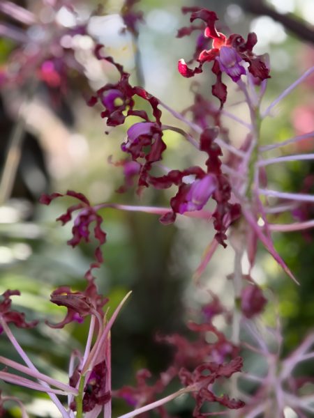 Photo 278 from 2026 Orchid Show