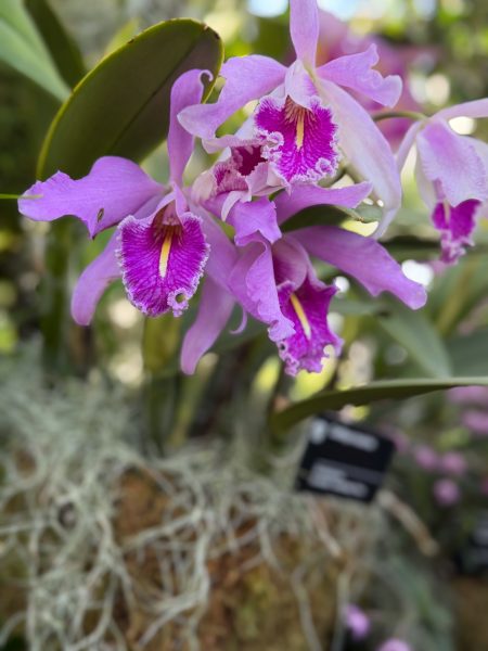 Photo 280 from 2026 Orchid Show