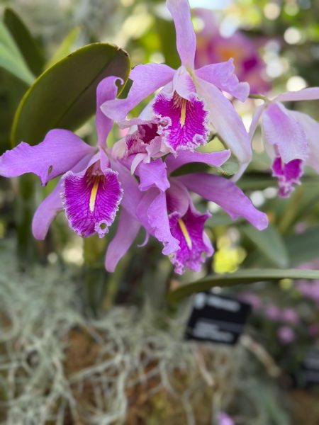 Photo 281 from 2026 Orchid Show