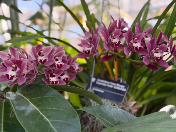 Photo 284 from 2026 Orchid Show