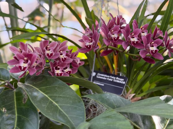 Photo 285 from 2026 Orchid Show