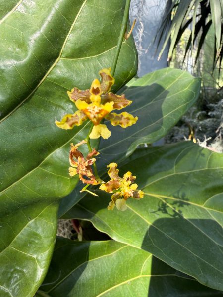 Photo 29 from 2026 Orchid Show