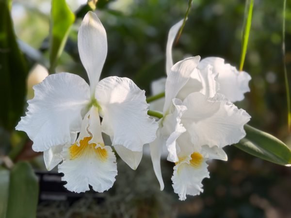 Photo 291 from 2026 Orchid Show