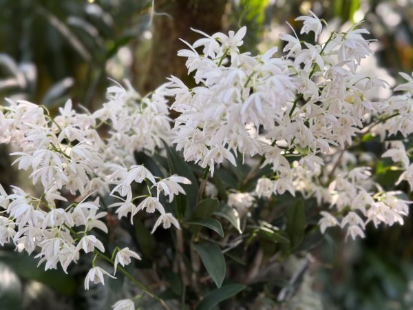 Photo 293 from 2026 Orchid Show