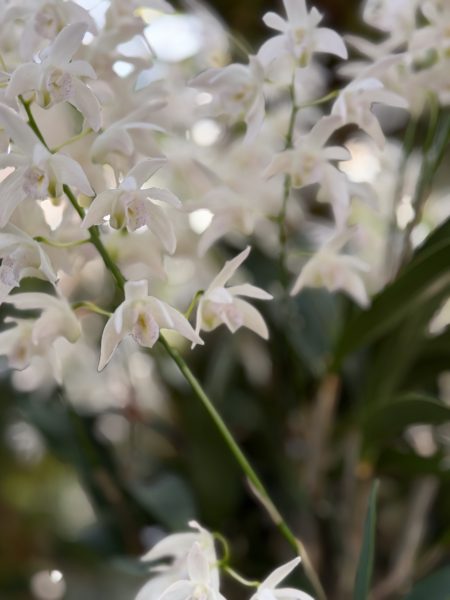 Photo 295 from 2026 Orchid Show