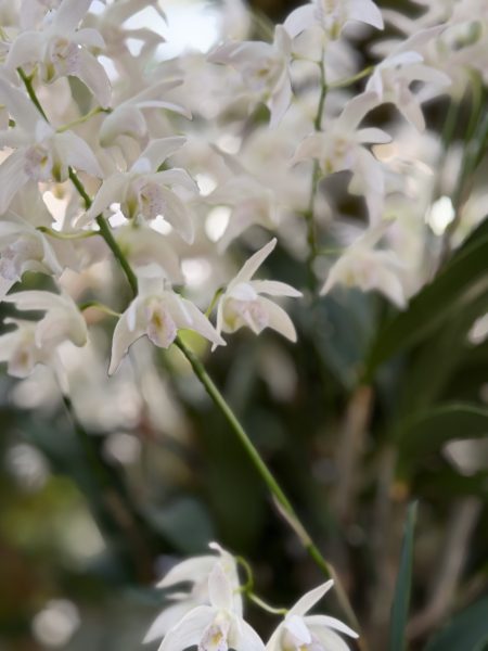 Photo 296 from 2026 Orchid Show