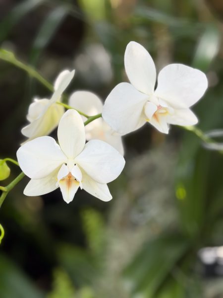 Photo 299 from 2026 Orchid Show