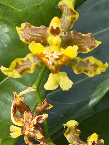 Photo 30 from 2026 Orchid Show