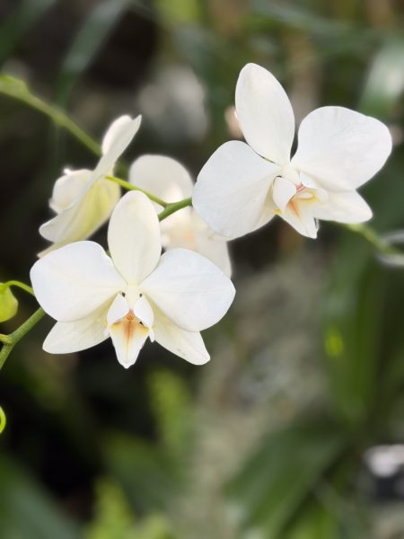 Photo 300 from 2026 Orchid Show