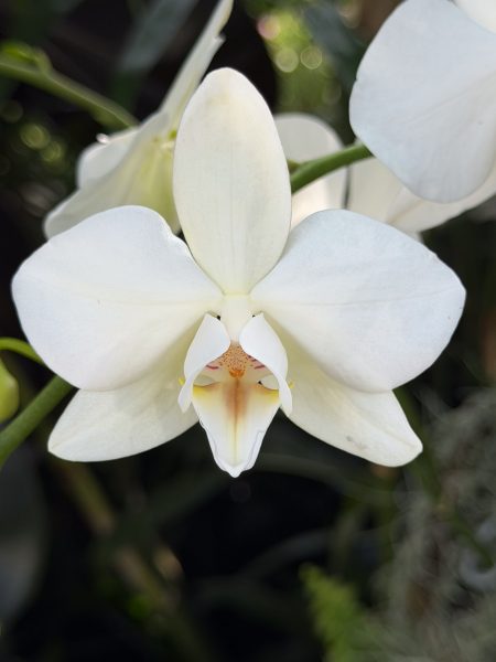 Photo 301 from 2026 Orchid Show