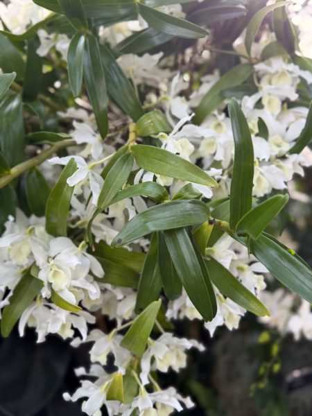 Photo 302 from 2026 Orchid Show