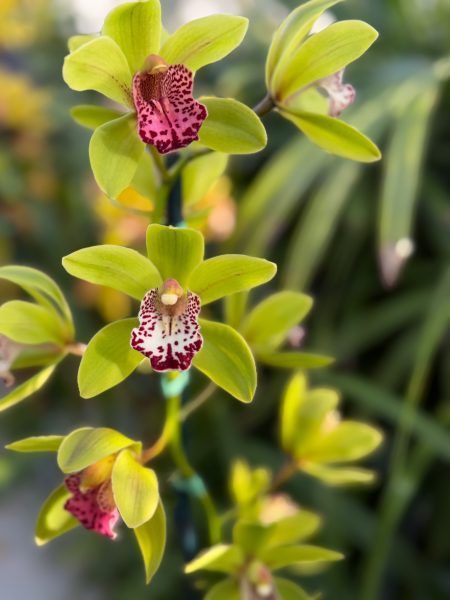 Photo 303 from 2026 Orchid Show