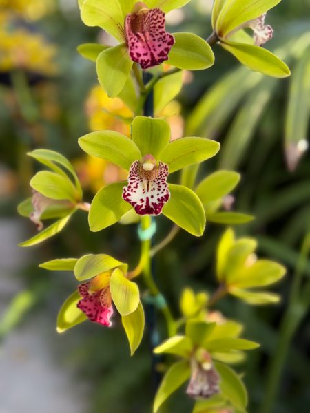 Photo 304 from 2026 Orchid Show