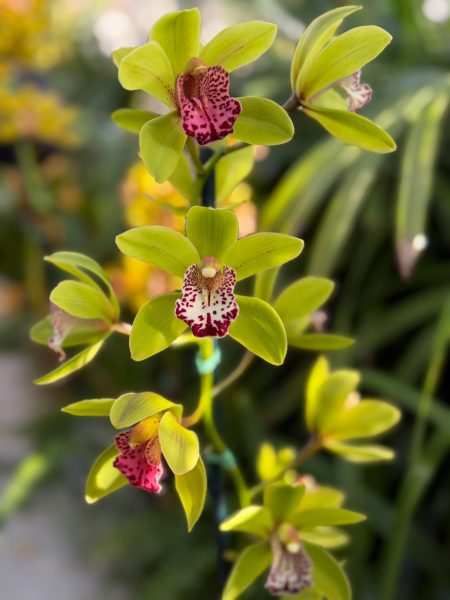 Photo 305 from 2026 Orchid Show