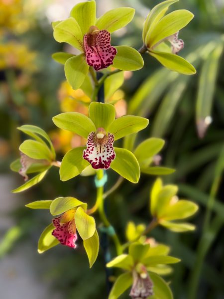 Photo 306 from 2026 Orchid Show