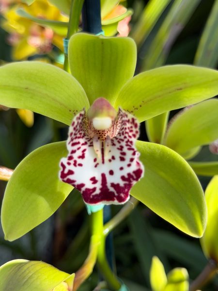 Photo 309 from 2026 Orchid Show