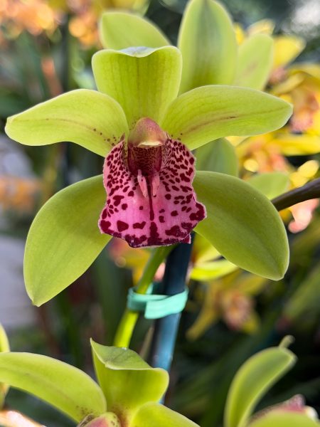 Photo 311 from 2026 Orchid Show