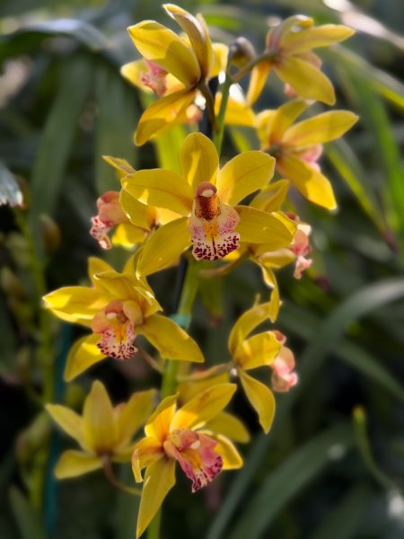 Photo 315 from 2026 Orchid Show