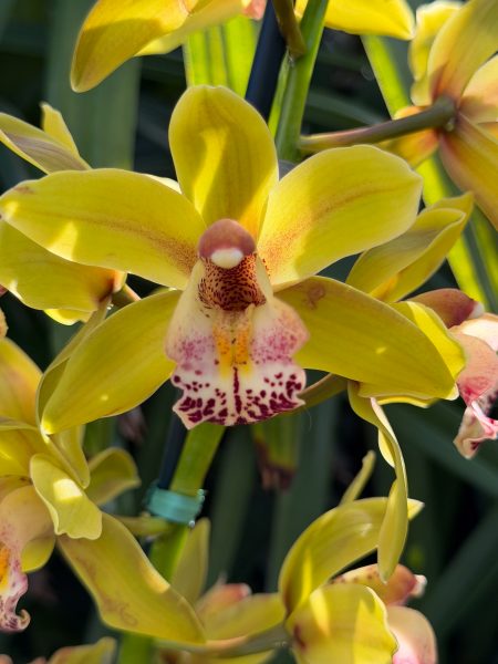 Photo 316 from 2026 Orchid Show