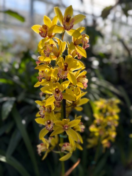 Photo 319 from 2026 Orchid Show