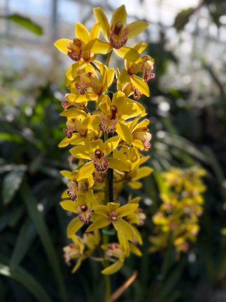 Photo 320 from 2026 Orchid Show