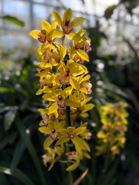 Photo 321 from 2026 Orchid Show