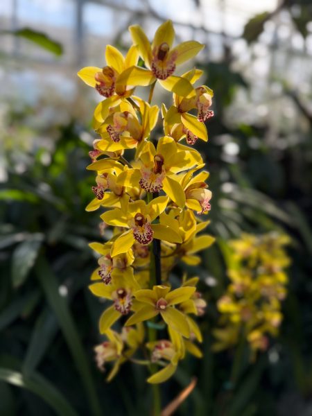 Photo 322 from 2026 Orchid Show